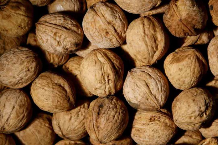 Exportaciones de nueces chilenas crecen un 45% y conectan con nuevos mercados