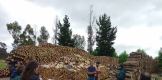 Fondo de Leña Más Seca: 44% de los proyectos adjudicados contaron con asesoría técnica de CONAF