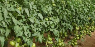 Fruit Attraction 2025 destaca el valor del tomate, la hortaliza más consumida del mundo