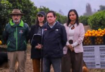 Frutas de Chile celebra ingreso de las naranjas chilenas al mercado mexicano Frutas de Chile celebra ingreso de las naranjas chilenas al mercado mexicano