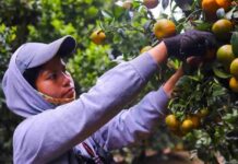 Gobierno y sector frutícola detallan alcances de la apertura del mercado mexicano a las naranjas chilenas