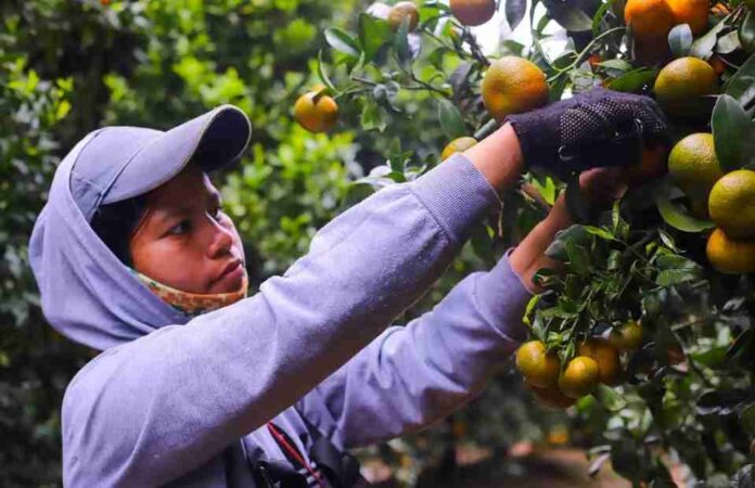 Gobierno y sector frutícola detallan alcances de la apertura del mercado mexicano a las naranjas chilenas