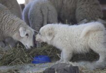 Guardianes ovinos y huertas urbanas: INIA Rayentué adjudica fondos con alto impacto para O’Higgins Guardianes ovinos y huertas urbanas: INIA Rayentué adjudica fondos con alto impacto para O’Higgins
