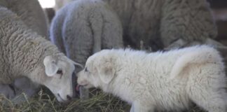 Guardianes ovinos y huertas urbanas: INIA Rayentué adjudica fondos con alto impacto para O’Higgins