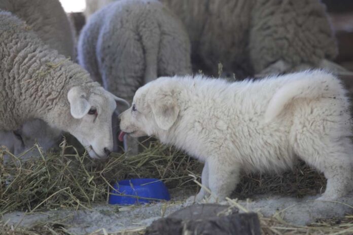 Guardianes ovinos y huertas urbanas: INIA Rayentué adjudica fondos con alto impacto para O’Higgins Guardianes ovinos y huertas urbanas: INIA Rayentué adjudica fondos con alto impacto para O’Higgins
