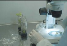 INIA La Platina presenta nuevas recomendaciones técnicas frente a virus que afectan hortalizas y frutales INIA La Platina presenta nuevas recomendaciones técnicas frente a virus que afectan hortalizas y frutales