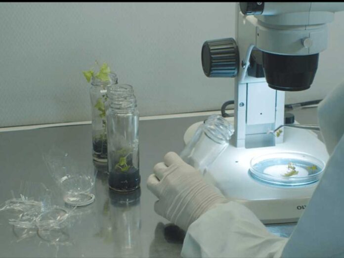 INIA La Platina presenta nuevas recomendaciones técnicas frente a virus que afectan hortalizas y frutales