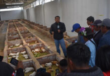 INIA Perú impulsa calidad de ganado vacuno, cuyes y cultivos hidropónicos en Huancavelica