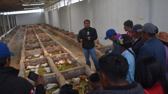 INIA Perú impulsa calidad de ganado vacuno, cuyes y cultivos hidropónicos en Huancavelica