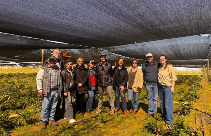 Importadores de Brasil y Estados Unidos visitaron O’Higgins para conocer la producción y oferta de peonías