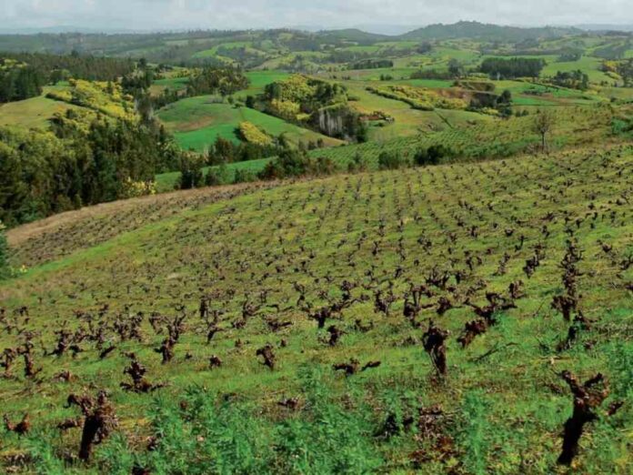 Iniciativa internacional busca fortalecer identidad y presencia de los vinos del Valle del Itata