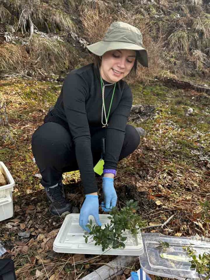 Investigación avanza en el estudio del perfil lipídico de especies del género Nothofagus en el Parque Nacional Conguillío
