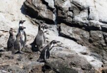 Investigación destaca rol ecológico y social del pingüino de Humboldt en la Península de Hualpén