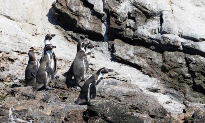 Investigación destaca rol ecológico y social del pingüino de Humboldt en la Península de Hualpén Investigación destaca rol ecológico y social del pingüino de Humboldt en la Península de Hualpén