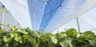 Kiwi y cerezo las soluciones de Arrigoni contra el cracking y las adversidades climáticas