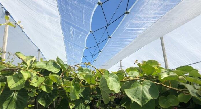 Kiwi y cerezo las soluciones de Arrigoni contra el cracking y las adversidades climáticas Kiwi y cerezo las soluciones de Arrigoni contra el cracking y las adversidades climáticas