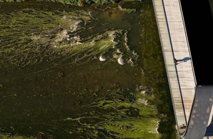 Las algas cultivadas con efluentes lácteos reducen un 25% el uso de fertilizantes minerales Las algas cultivadas con efluentes lácteos reducen un 25% el uso de fertilizantes minerales