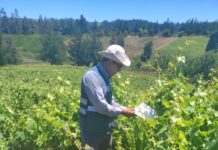 Las garantías del vino chileno: la fiscalización del SAG detrás de cada etiqueta Las garantías del vino chileno la fiscalización del SAG detrás de cada etiqueta (1)