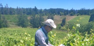 Las garantías del vino chileno la fiscalización del SAG detrás de cada etiqueta (1)