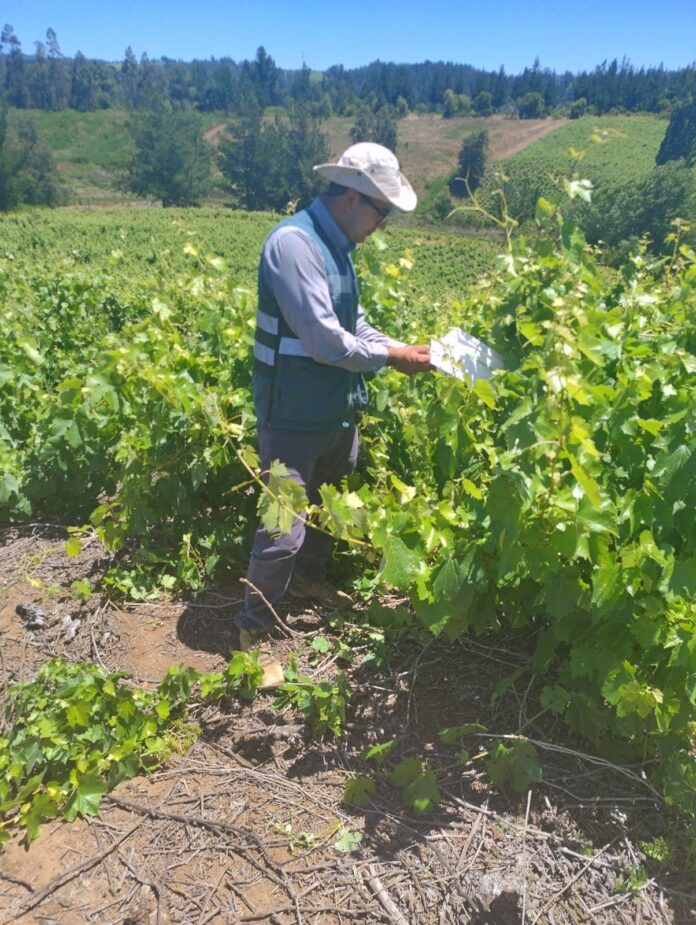 Las garantías del vino chileno la fiscalización del SAG detrás de cada etiqueta (1)