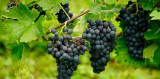 Las tecnologías de agricultura digital crecen tres veces más rápido que el promedio ante el desafío de seguridad alimentaria