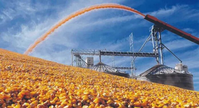 Maíz: el consumo para forraje en Argentina crecería 12,3 millones de toneladas