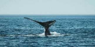 Naciones ratifican el Tratado de Alta Mar dando un paso histórico hacia una mayor protección en aguas internacionales