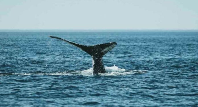 Naciones ratifican el Tratado de Alta Mar dando un paso histórico hacia una mayor protección en aguas internacionales