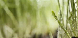 Ñuble apuesta por agricultura sustentable con innovador proyecto “Ambiente Ozono”