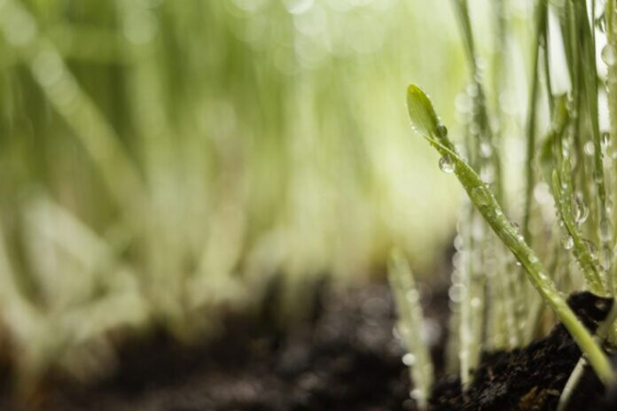 Ñuble apuesta por agricultura sustentable con innovador proyecto “Ambiente Ozono” Ñuble apuesta por agricultura sustentable con innovador proyecto “Ambiente Ozono”