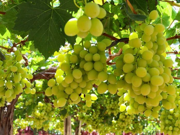 Nuevo protocolo fitosanitario está cambiando la producción de uva de mesa en la región hacia prácticas más sustentables