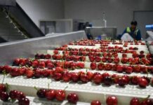 Ovalle espera duplicar su producción de cerezas y abrirse paso en China desde octubre Ovalle espera duplicar su producción de cerezas y abrirse paso en China desde octubre