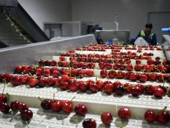 Ovalle espera duplicar su producción de cerezas y abrirse paso en China desde octubre