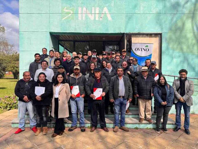 Ovejas que impulsan futuro: Ñuble cierra programa que fortaleció la ganadería ovina Ovejas que impulsan futuro: Ñuble cierra programa que fortaleció la ganadería ovina