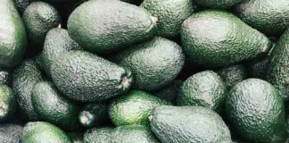 Paltas peruanas y el rol de Chile