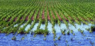 Papa de guarda, el cultivo más golpeado por el clima en 2025