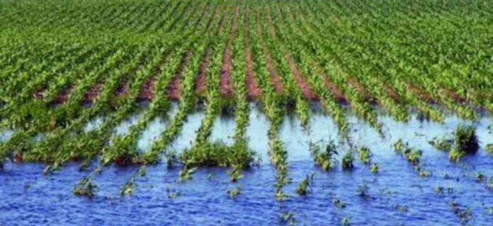 Papa de guarda, el cultivo más golpeado por el clima en 2025