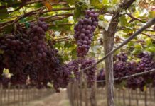 Perú impulsa la inversión y el empleo en actividades agrícolas, pecuarias y agroindustriales a partir de 2026.