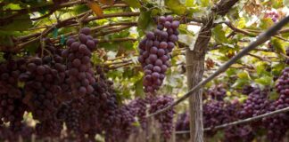 Perú impulsa la inversión y el empleo en actividades agrícolas, pecuarias y agroindustriales a partir de 2026.