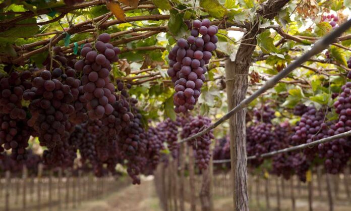 Perú impulsa la inversión y el empleo en actividades agrícolas, pecuarias y agroindustriales a partir de 2026. Perú impulsa la inversión y el empleo en actividades agrícolas, pecuarias y agroindustriales a partir de 2026.