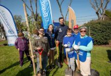 Plan de arborización urbana de Maipú avanza con la plantación de 130 árboles Plan de arborización urbana de Maipú avanza con la plantación de 130 árboles