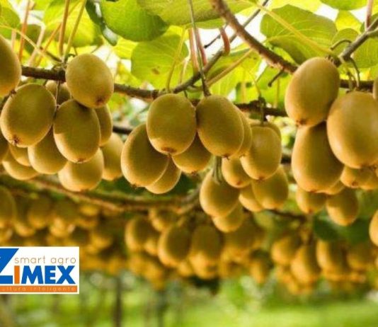 Polinización asistida en kiwis