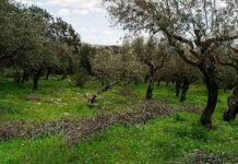 Portugal: a la vanguardia de la olivicultura y la elaiotecnia internacional Portugal: a la vanguardia de la olivicultura y la elaiotecnia internacional