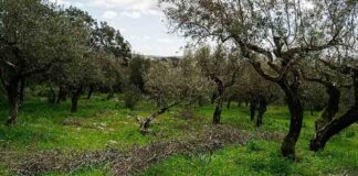 Portugal: a la vanguardia de la olivicultura y la elaiotecnia internacional