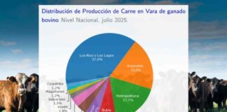 Producción de carne en vara de ganado bovino de la Región del Biobío presentó una disminución interanual de 31,9% en julio de 2025