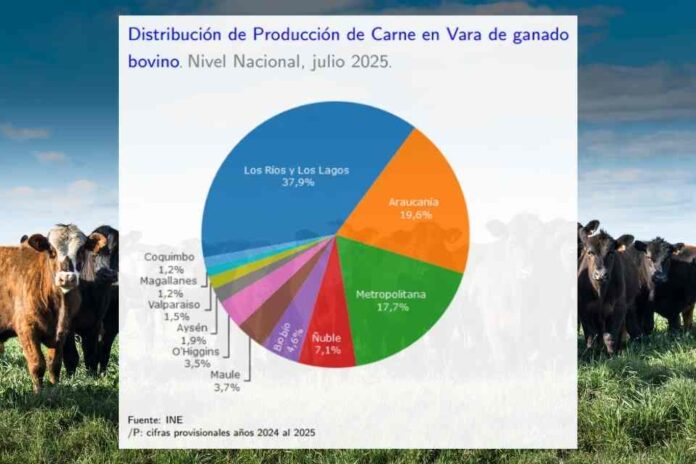 Producción de carne en vara de ganado bovino de la Región del Biobío presentó una disminución interanual de 31,9% en julio de 2025 Producción de carne en vara de ganado bovino de la Región del Biobío presentó una disminución interanual de 31,9% en julio de 2025