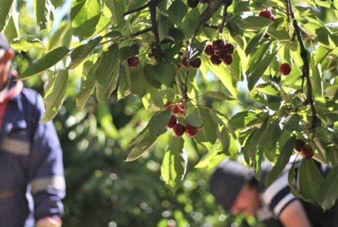 Propuesta de la SNA para regularizar inmigrantes suma apoyos en el agro local Propuesta de la SNA para regularizar inmigrantes suma apoyos en el agro local