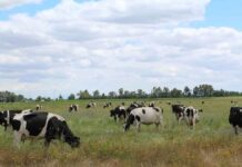 Proyecto de Veterinaria UdeC busca desarrollar un removedor de biopelículas para equipos de ordeño y con ello contribuir a la seguridad alimentaria