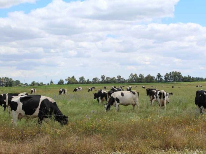 Proyecto de Veterinaria UdeC busca desarrollar un removedor de biopelículas para equipos de ordeño y con ello contribuir a la seguridad alimentaria
