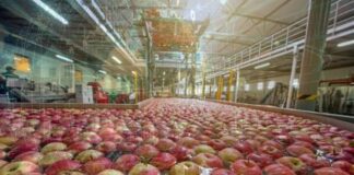 RTIAP lanza "Termometría Lite" para packing de frutas: monitoreo 24/7 con despliegue ágil y costo de entrada reducido, Termometría packing